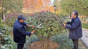 贝博中国 思茅城市绿化灌木品种